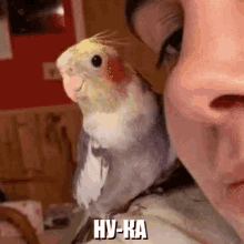 ресницы попугай кусать ну-ка дай GIF - Parrot Give Me Bird GIFs