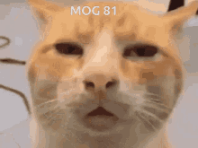 Mog81 Mogcat GIF - Mog81 Mog 81 GIFs