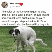 a picture of a dog with the caption " the color of most chewing gum is blue green or pink why is that "