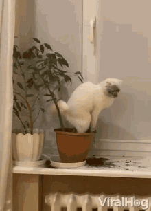 clumsy viralhog cat fail fall
