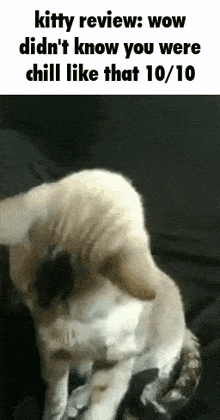 Kitty Review Chill GIF - Kitty Review Kitty Chill GIFs