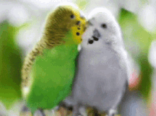 Parakeets Kiss GIF