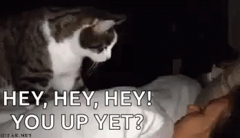 Good Morning Cat GIF - Good Morning Cat Wake Up - Discover & Share GIFs