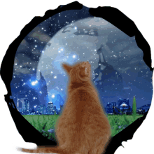 cat cat love night moon watching