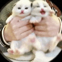 a person is holding two kittens in their hands