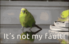 Not My Fault Funny Animals GIF - Not My Fault Funny Animals Bird GIFs