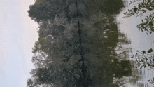 a reflection of trees in a lake with a blue sky in the background