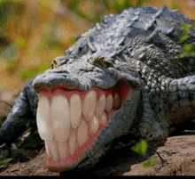 a close up of a crocodile 's mouth with large teeth