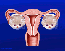 Ovaries Cat GIF