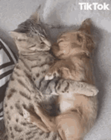Animals Kiss GIF - Animals Kiss Together GIFs