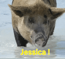 a picture of a wild boar with the name jessica written on it