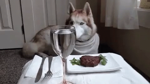 Fancy Dog'S Dinner GIF - Fancy Dog Fancy Steak GIFs