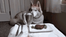 Fancy Dog'S Dinner GIF - Fancy Dog Fancy Steak GIFs