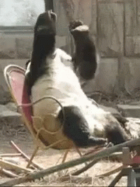 What Have I Done GIF - Shame Regret Panda GIFs