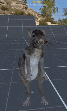 Rat Dance GIF