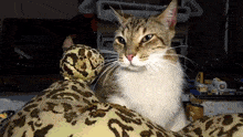 a cat is laying on a leopard print blanket and looking at the camera