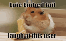 Hamster Laugh GIF - Hamster Laugh Embedfail GIFs