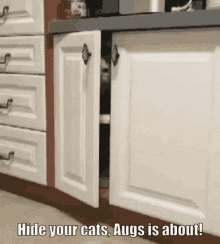 Augs Hide GIF - Augs Hide Cat GIFs