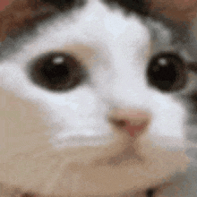 a close up of a cat 's face with a blurred background .