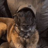 a dog wearing a hat is sitting on a couch and looking at the camera .