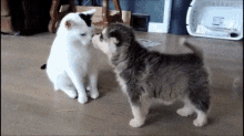 Approaching Bae With Caution GIF - Dogs Doggies Puppies GIFs