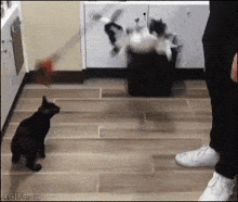 Cats Playing Acting Silly GIF