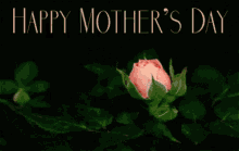 happy mother day greetings flower bloom mothers day