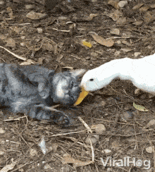 Cat Goose GIF - Cat Goose GIFs