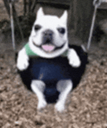 a white dog is sitting on a black swing with its tongue hanging out