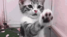 Kitten Cat GIF - Kitten Cat Hey GIFs