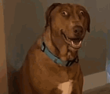 Dog Smiling GIF - Dog Smiling Nervous GIFs