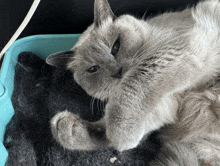 a gray cat is laying on its back in a blue litter box