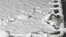 Playing In The Snow Stoat GIF - Playing In The Snow Stoat Robert E Fuller GIFs