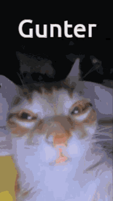 Cat Stare GIF - Cat Stare Gunter GIFs