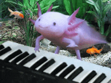 Salamander Piano GIF - Salamander Piano Random GIFs