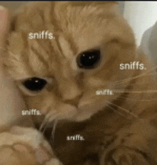 a close up of a cat 's face with sniffs written on it