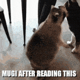 Mugi Raccoon Mugi After Reading This GIF