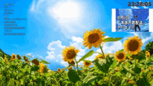 a picture of sunflowers with the time 23:28:05
