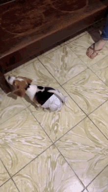 a small brown and white dog wearing diapers on a tile floor