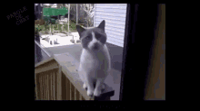 a cat is sitting on a balcony with parole de chat written in the corner