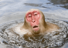 Bathing Monkey GIF