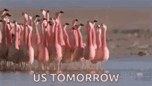 cute flamingos
