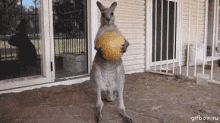 ball drop animals kangaroo play times over reaction