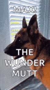 a german shepherd dog is standing in front of a window with blinds and says max the wunder mutt .