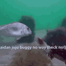 Fish Juju Buggy GIF - Fish Juju Buggy Juju GIFs