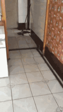 Cat Mouse GIF - Cat Mouse Chase GIFs