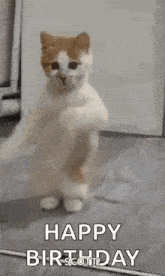 a cat is standing on its hind legs in a room and dancing .