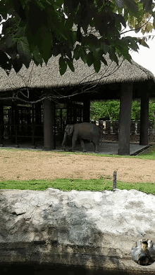 Elephant Thailand GIF - Elephant Thailand Video GIFs