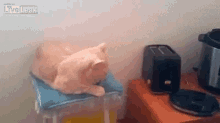 Toasters Are Scary GIF - Cat Toaster Scared GIFs