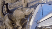 Smelling Sniffing GIF - Smelling Sniffing Baby Elephant GIFs